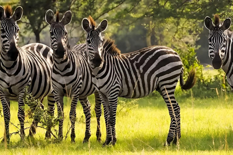 Uganda: 2-Day Lake Mburo National Park Safari