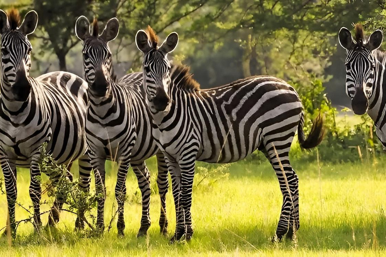 Uganda: 2-Day Lake Mburo National Park Safari