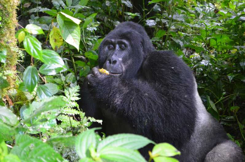 4 Day Gorilla Experience Tour from Entebbe