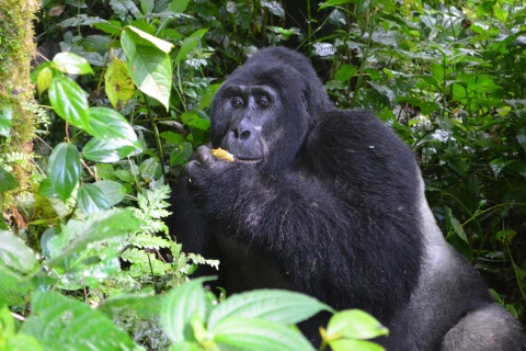 4-daagse Gorilla Experience Tour vanuit Entebbe