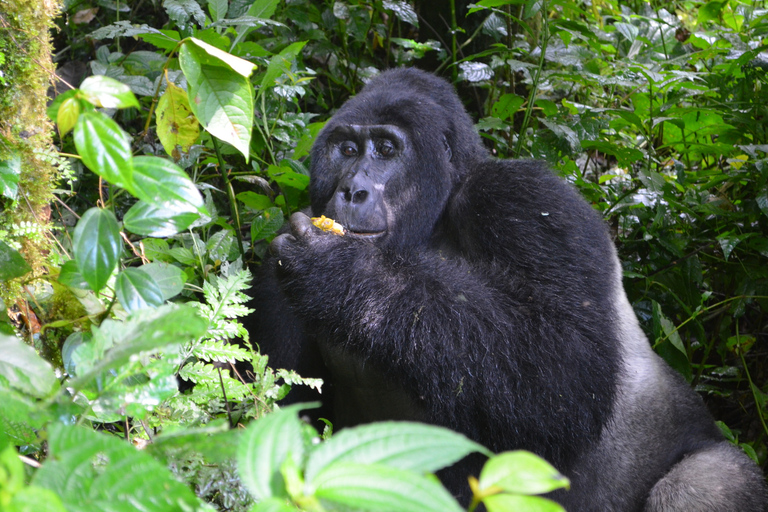 Excursion d'expérience de gorille de 4 jours au départ d'Entebbe