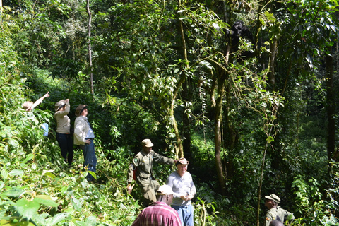 Excursion d'expérience de gorille de 4 jours au départ d'Entebbe