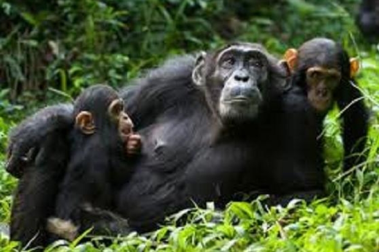 4 Tage Schimpansen Tracking Tour ab Entebbe