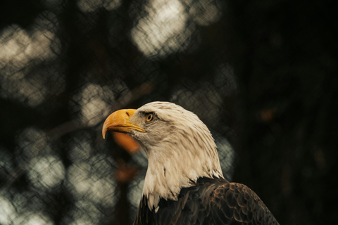 Depuis Arusha : Excursion d'une journée au cratère du Ngorongoro avec safariDepuis Arusha : Excursion au cratère du Ngorongoro avec safari
