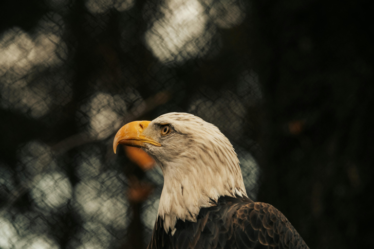 Depuis Arusha : Excursion d'une journée au cratère du Ngorongoro avec safariDepuis Arusha : Excursion au cratère du Ngorongoro avec safari