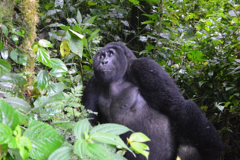 5-daagse gorilla- en wildlife-tour vanuit Entebbe