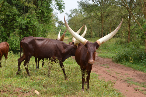 5-daagse gorilla- en wildlife-tour vanuit Entebbe