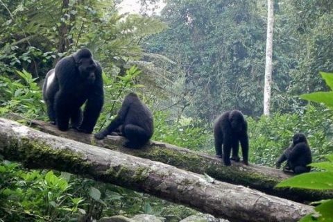 5 Tage Erfahrung der Primaten in Uganda