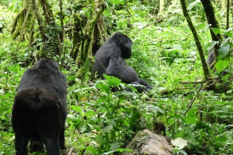 5-daagse ervaring van de primaten in Oeganda
