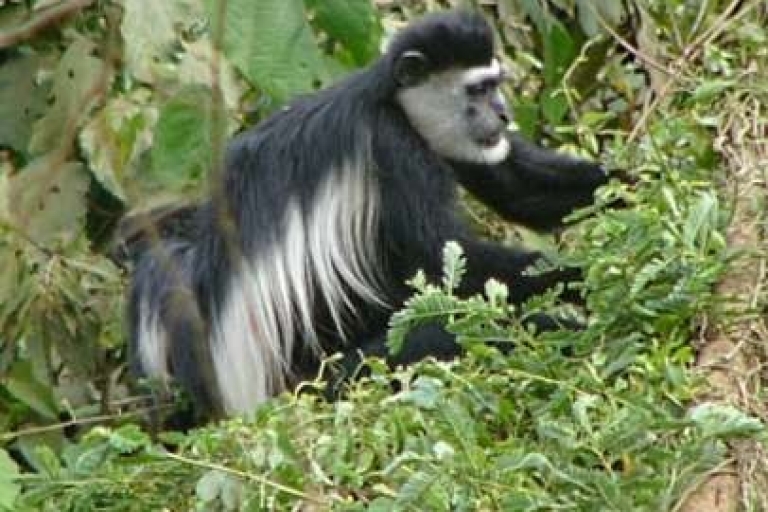 5-daagse ervaring van de primaten in Oeganda