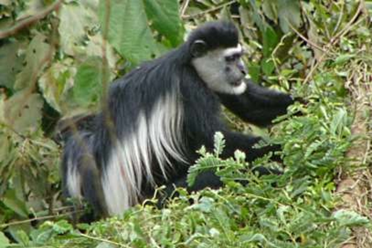 5 Day Experience of the Primates in Uganda