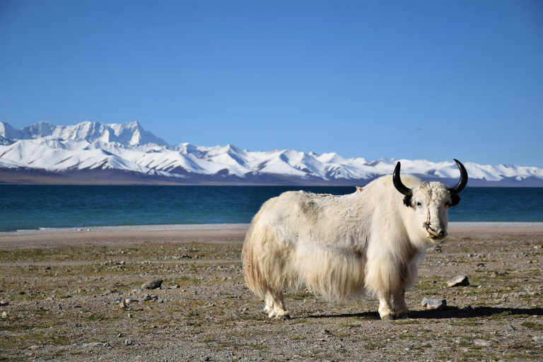 From Kathmandu-8-Day Tibet and Everest Base Camp Tour
