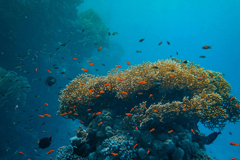 桑给巴尔：与海豚一起游泳，在珊瑚礁浮潜（以尊重的方式）桑给巴尔：与海豚同游，珊瑚浮潜（不含接送服务）