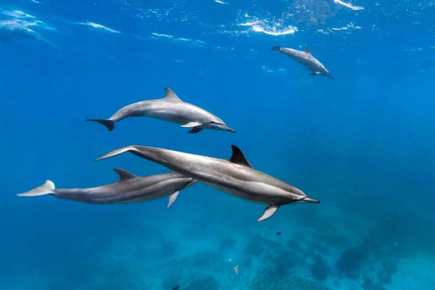 Visite des dauphins, grotte de Kuza, plage de Paje, rocher, forêt de Jozani