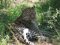 La vita selvatica di 5 giorni e la vita di gorilla in Uganda - Housity