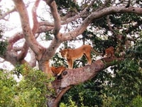 La vita selvatica di 5 giorni e la vita di gorilla in Uganda - Housity