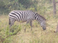 La vita selvatica di 5 giorni e la vita di gorilla in Uganda - Housity