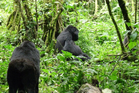 5-daagse natuur en gorillaleven in Oeganda