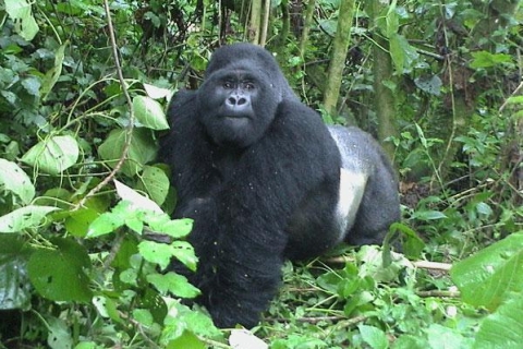 5 días de vida salvaje y vida de gorilas en Uganda