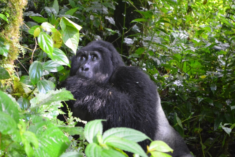 5 dni dzikiej przyrody i goryli w Ugandzie