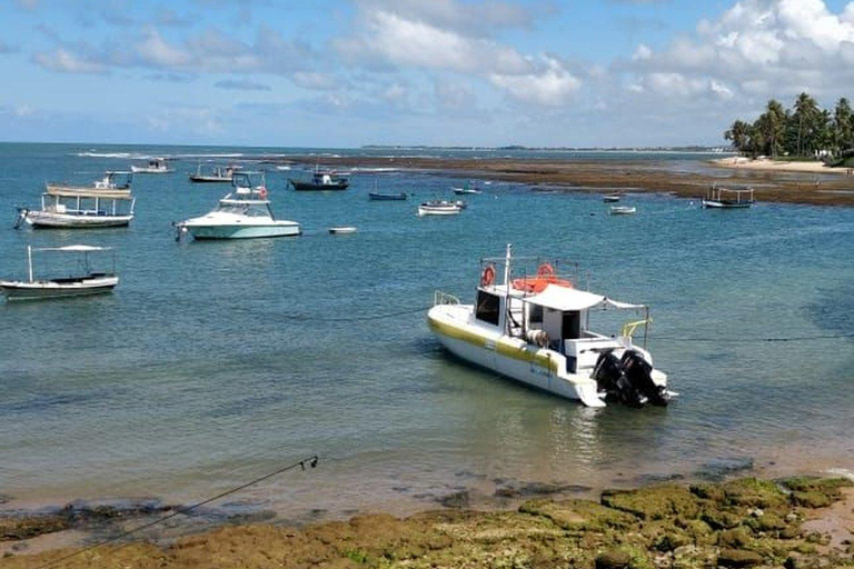 From Salvador: Praia do Forte and Guarajuba Day Trip