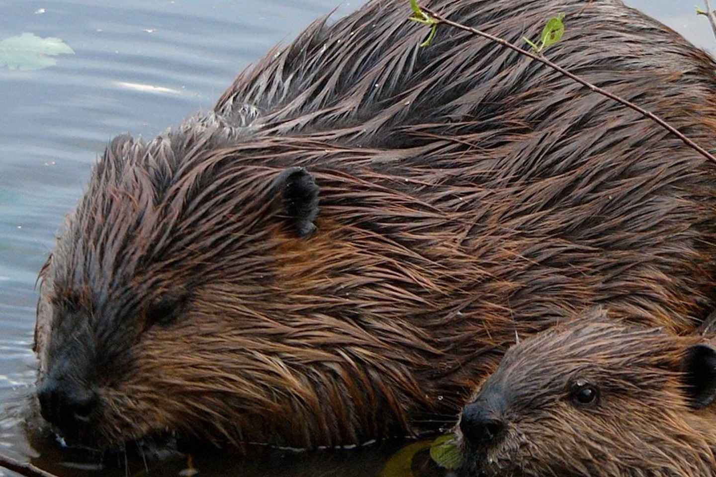 Drimmelen: Biesbosch Nature Reserve Boat Tour