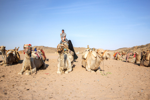 Hurghada: Woestijn Quad Bike kamelenrit met optionele GoPro1 uur privétour per quad zonder GoPro