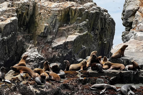 Lima: Wyspy Palomino na jachcie z pływaniem z morskimi lwamiLima: Jachtem na Wyspy Palomino i pływanie z morsami