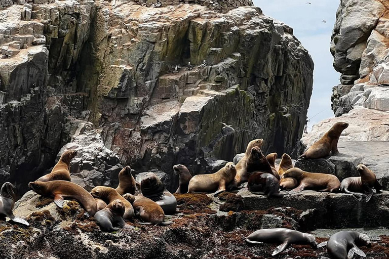 Lima: Wyspy Palomino na jachcie z pływaniem z morskimi lwamiLima: Jachtem na Wyspy Palomino i pływanie z morsami