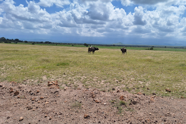 Nairobi: Amboseli National Park Tagestour mit PirschfahrtenSolo Nairobi: Amboseli National Park Tagestour