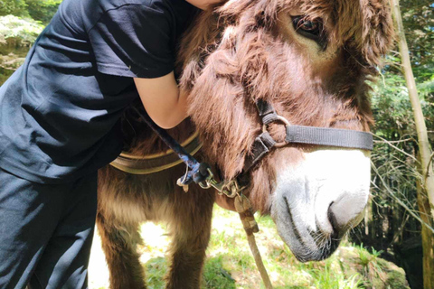 Luvigny: Donkey discovery walk Luvigny: Discovery walk with donkeys