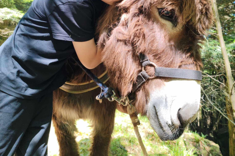 Luvigny: Donkey discovery walk Luvigny: Discovery walk with donkeys