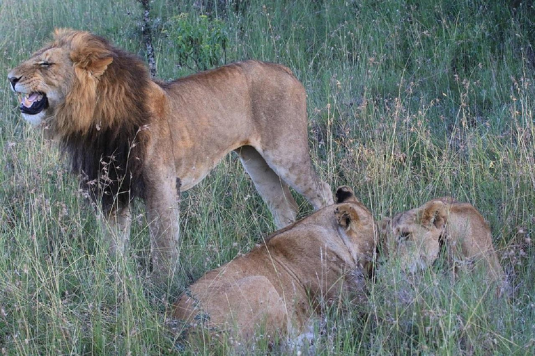 Nairobi: Ol Pejeta Conservancy Day Trip with Game Drives