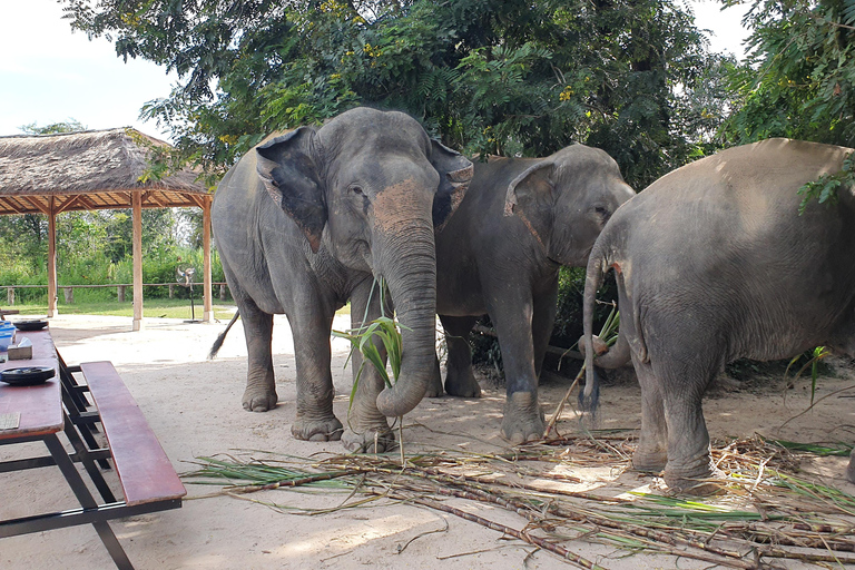 Siem Reap: Kleine groepstour door het olifantenbos van Kulen