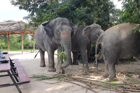 Siem Reap: Tur i liten grupp till Kulen Elephant ForestSiem Reap: Smågruppstur till Kulen Elephant Forest