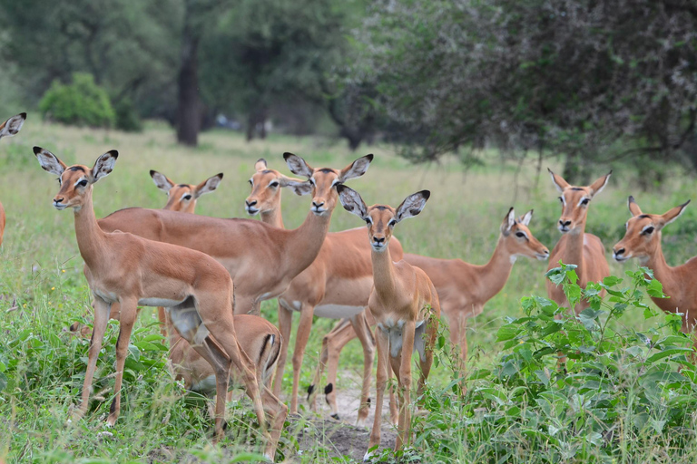 Arusha : 7 jours de safari au Serengeti et au Ngorongoro