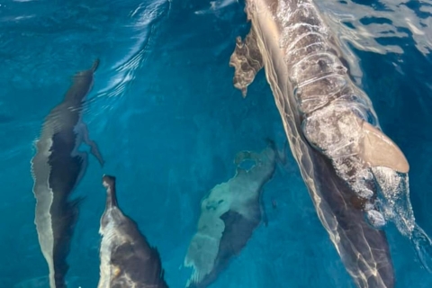 Excursión privada en barco: Día completo/Avistaje de delfines y baño+ Barbacoa