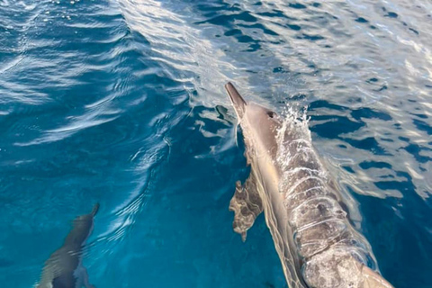 Excursión privada en barco: Día completo/Avistaje de delfines y baño+ Barbacoa