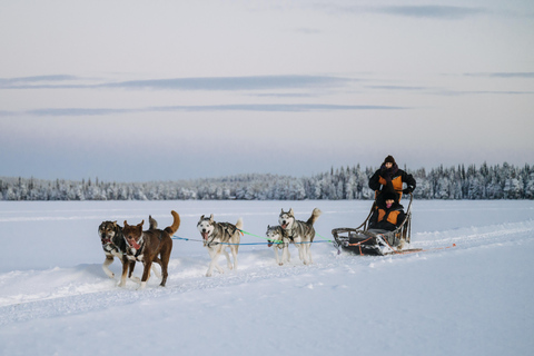Rovaniemi: Small group Adults-Only 12-18km Husky Tour