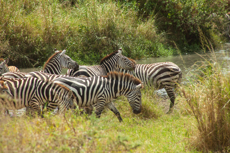 Tarangire and Ngorongoro crater: 3 Days of Wild adventures