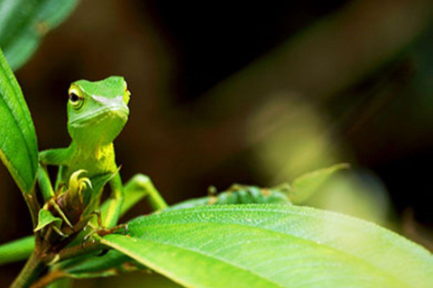 Sinharaja Rainforest: Guided Day Tour from Bentota/Colombo Pick up From Hotel Riu Ahungalla/Bentota/Kalutara/Beruwala
