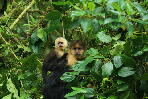 Walk on the hanging bridges of Selvatura Park Hike on the hanging bridges of Selvatura Park