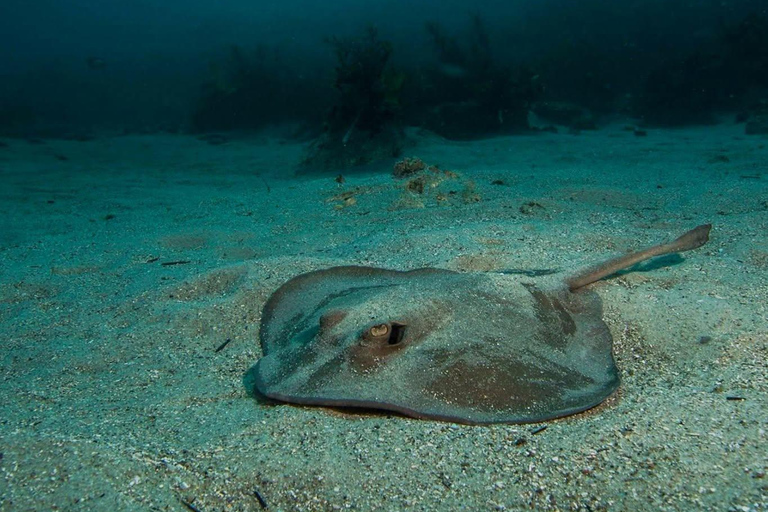 Sydney: Guided Snorkelling Tour - Shelly Beach