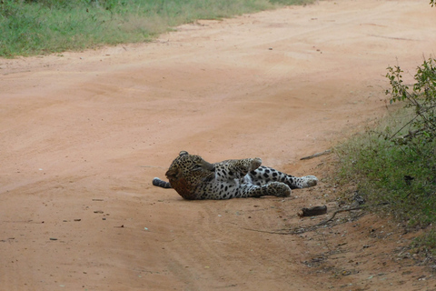 Safariturer i Yala nationalpark: morgon/kväll/heldagMorgontur på 7 timmar med frukost