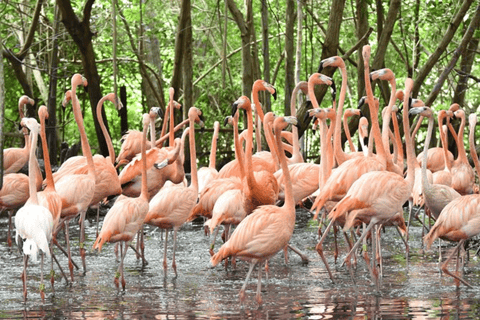 Cartagena: Transporte privado e entrada no AVIARIO, Baru