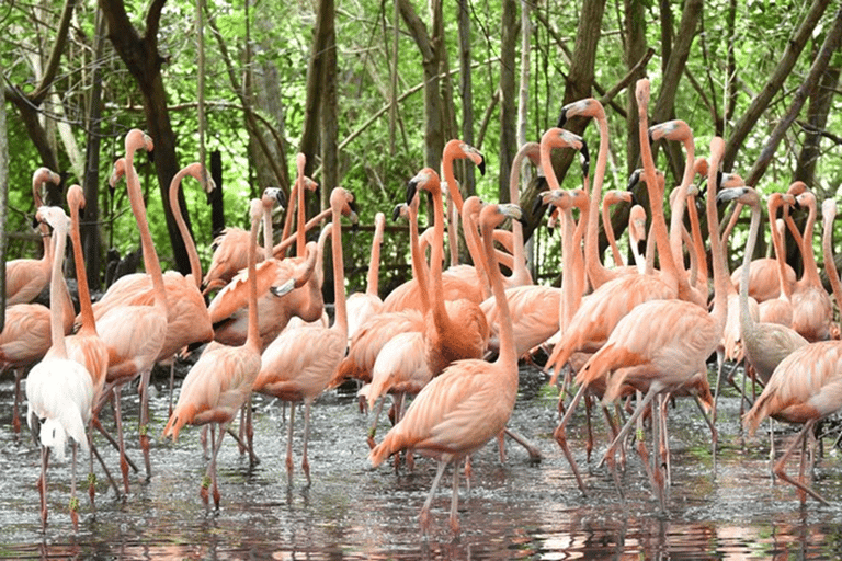 Cartagena: Transporte privado e entrada no AVIARIO, Baru