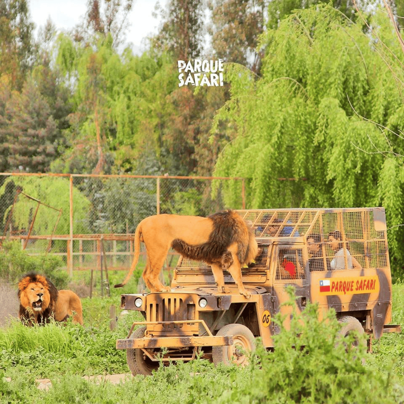 Santiago: Safari Rancagua Tour