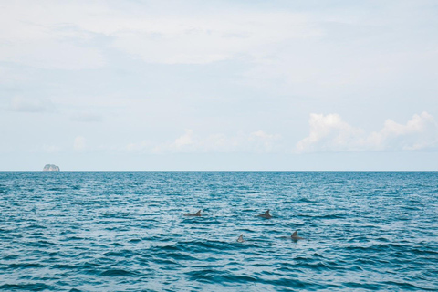 Phuket: Phi Phi Islands Day Trip with Meals & Transfer