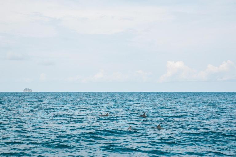 Phuket: Phi Phi Islands Day Trip with Meals & Transfer