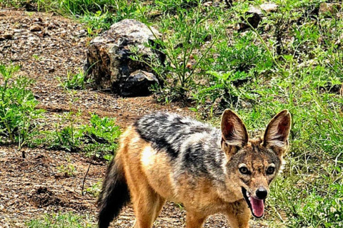 Nairobi National Park Game Drive Safari With Pick-Up